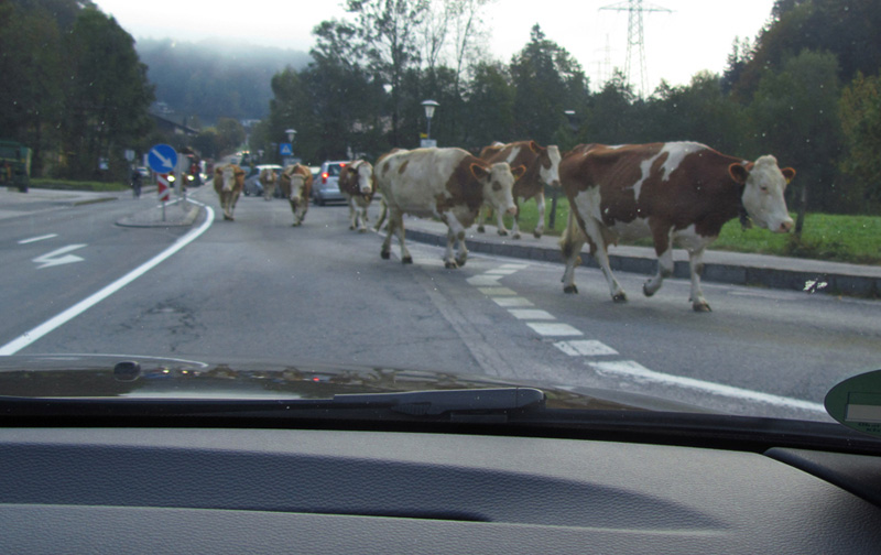 Kaum in Österreich angekommen, haben wir schon tierischen Gegenverkehr