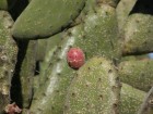 Kaktus Thingy (die Kakteen sind in Australien eingeschleppt)